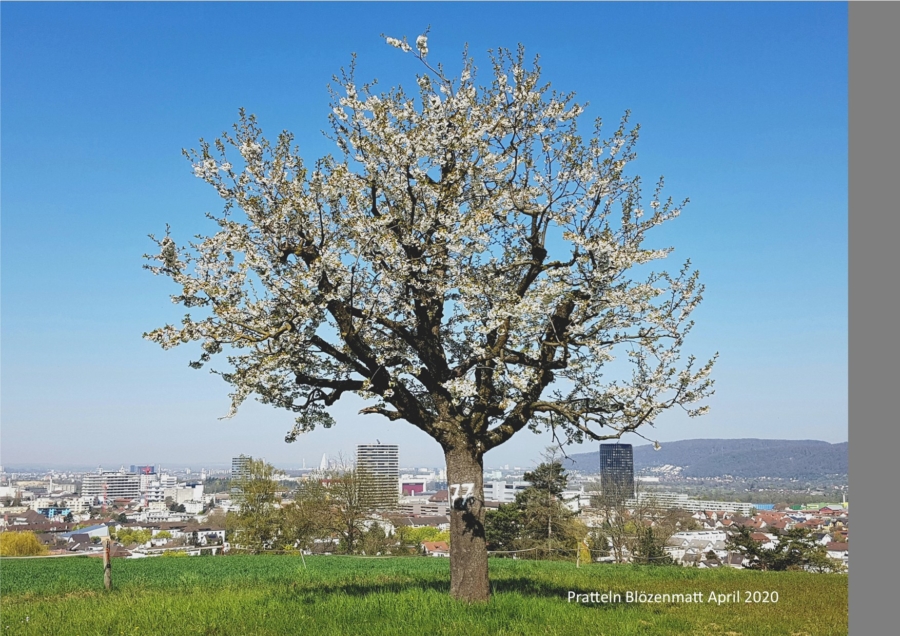 0.Das Kirschenjahrzehnt 2010 bis 2020