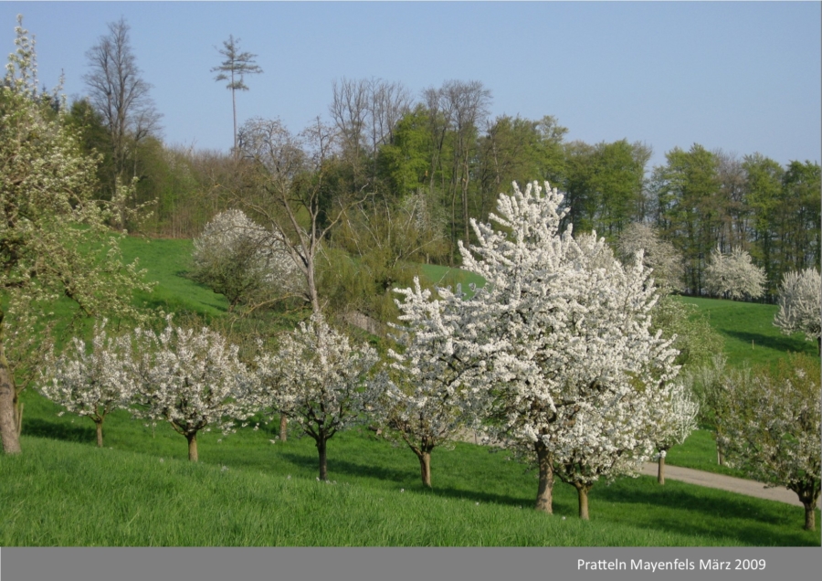 14.Das Kirschenjahrzehnt 2010 bis 2020