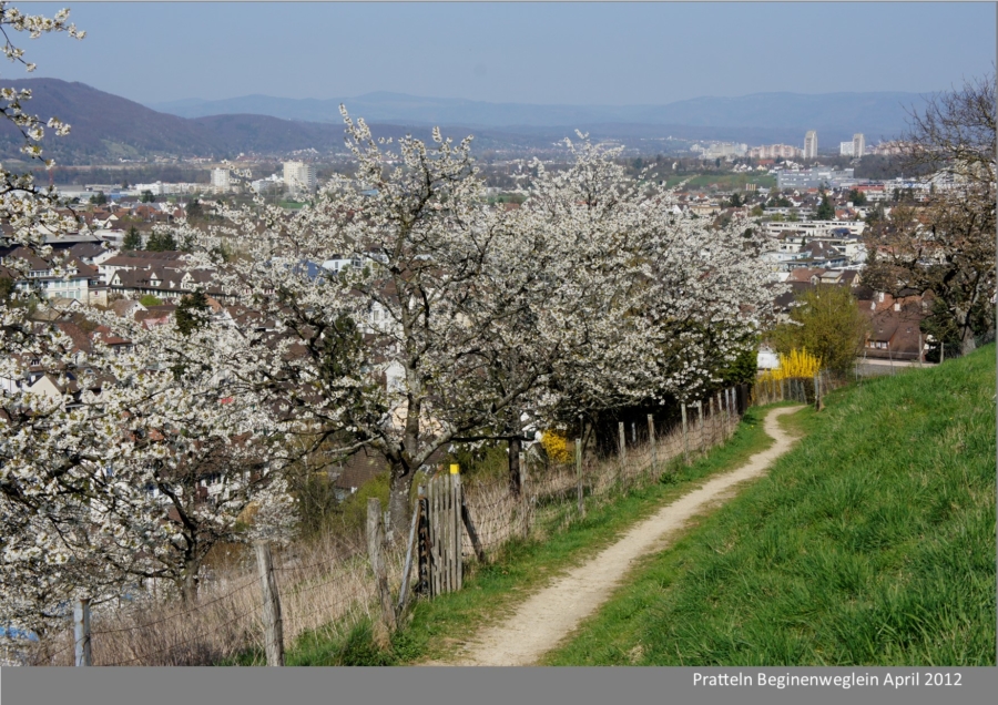 16.Das Kirschenjahrzehnt 2010 bis 2020