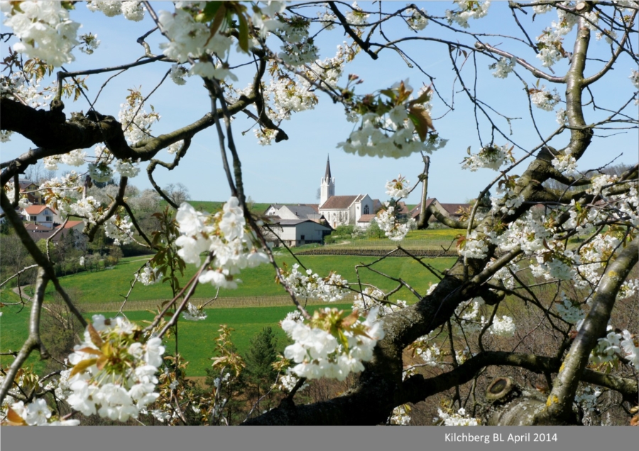 17.Das Kirschenjahrzehnt 2010 bis 2020