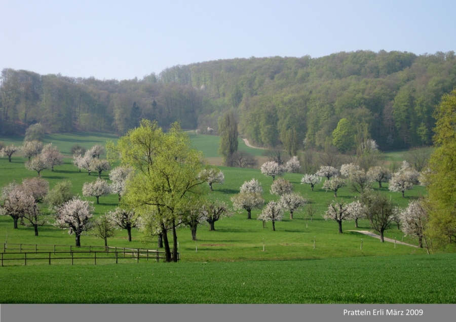 22.1.Das Kirschenjahrzehnt 2010 bis 2020 2. Teil