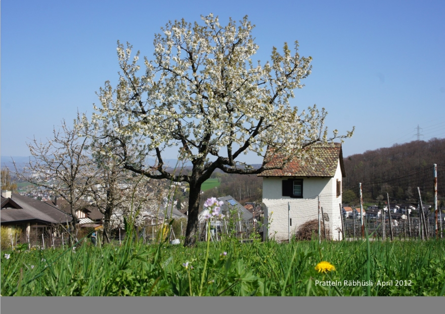 4.Das Kirschenjahrzehnt 2010 bis 2020