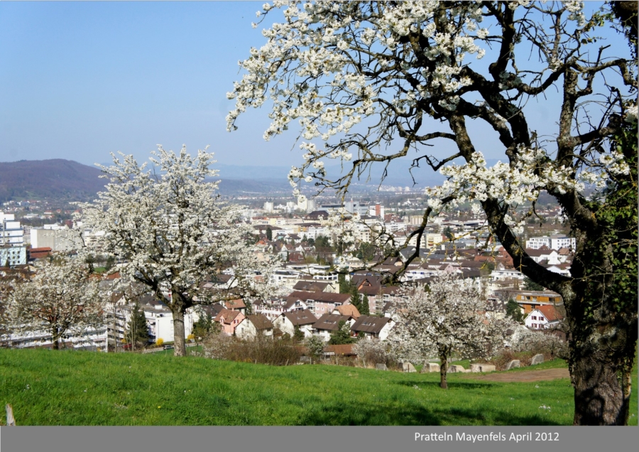 8.Das Kirschenjahrzehnt 2010 bis 2020